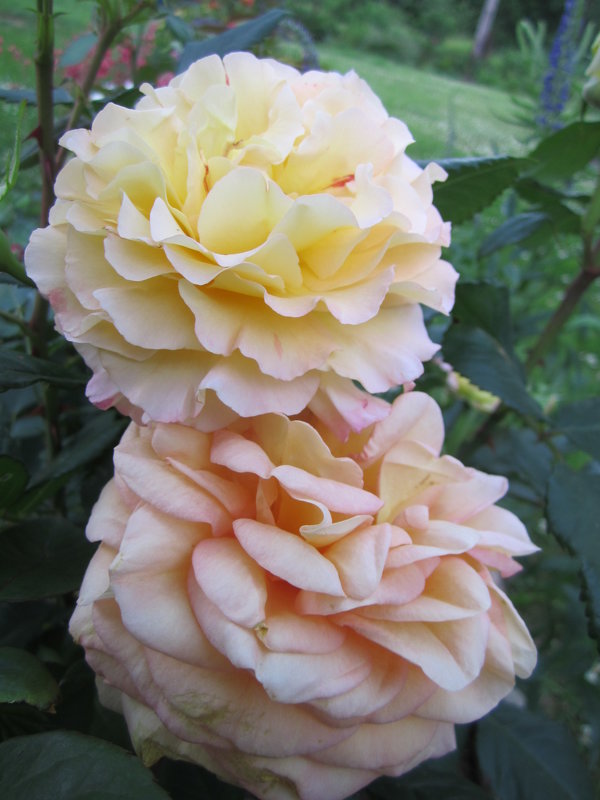 розы Aquarell и  Bataclan от Tantau - lenrouz 