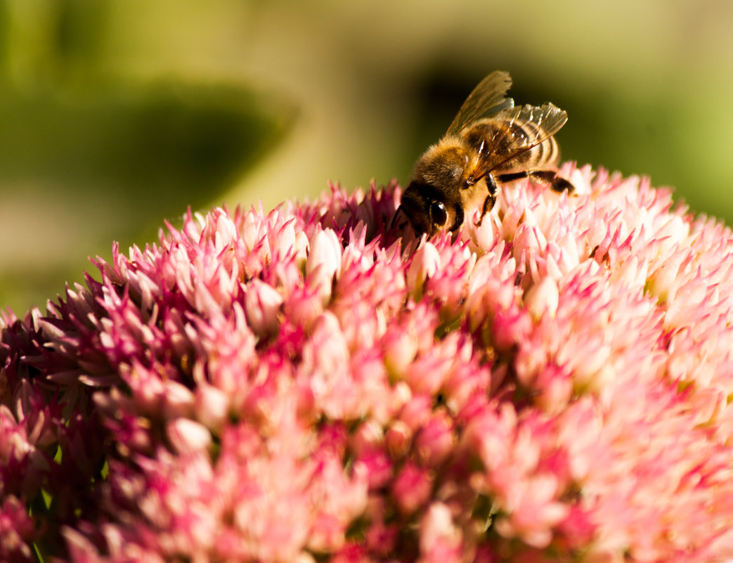 Пчела на цветке - Dmitriy Stoyanov
