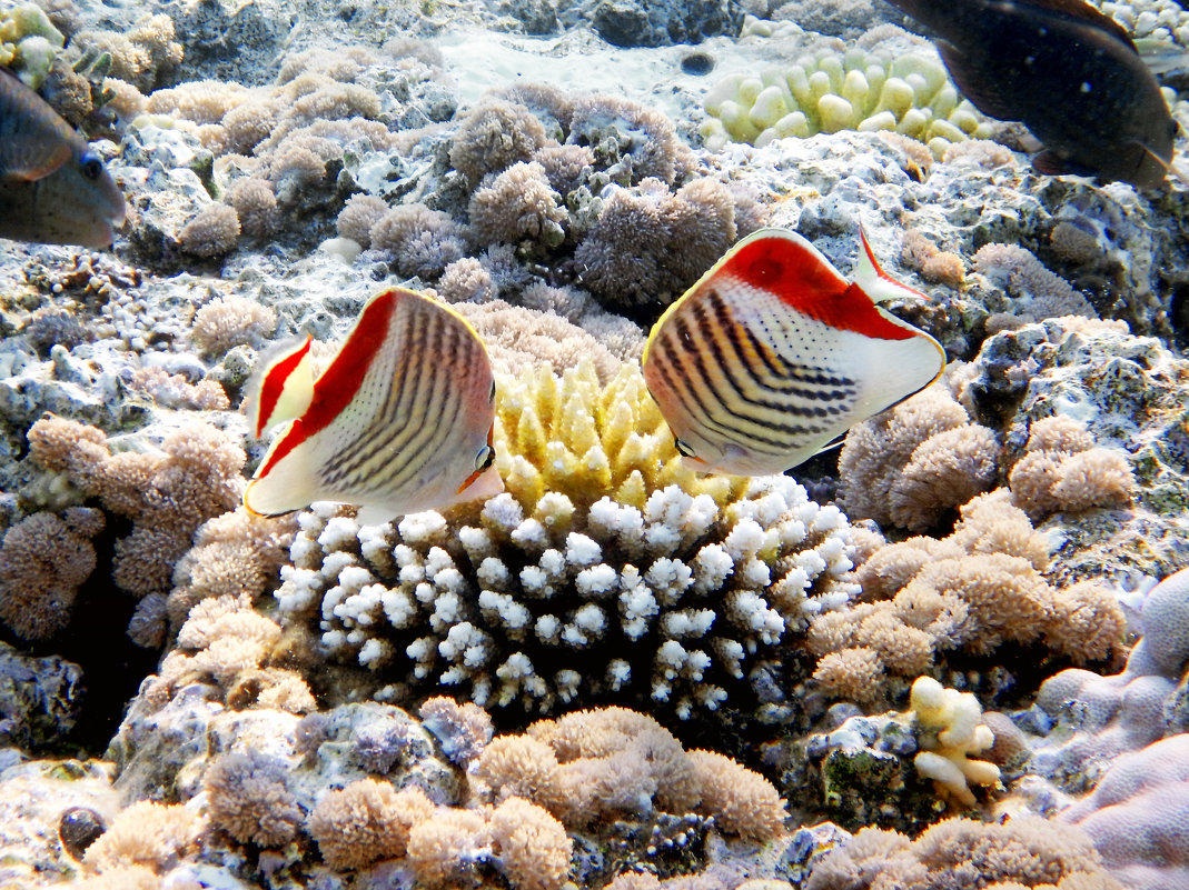 Chaetodon paucifasciatus - Crown butterflyfish - Красноспинная рыба-бабочка (Египет, Красное море) - Владимир 