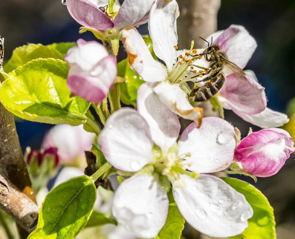 пчела на цветке - Дмитрий Потапкин