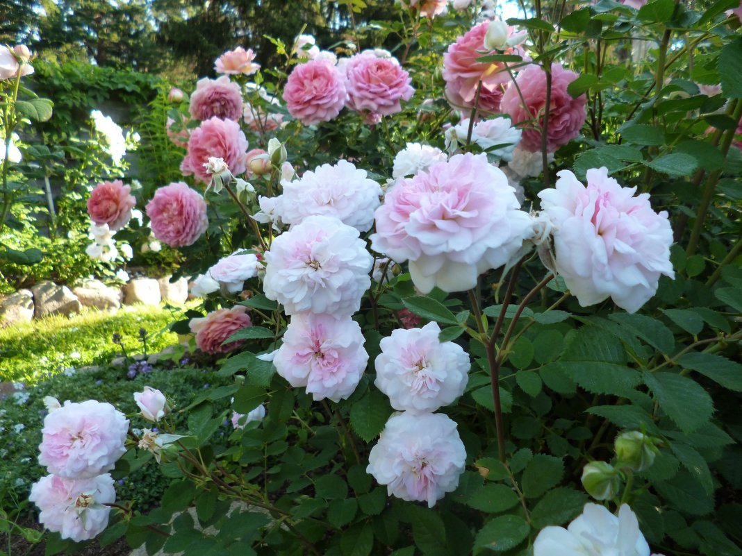 розы Остина - lenrouz 
