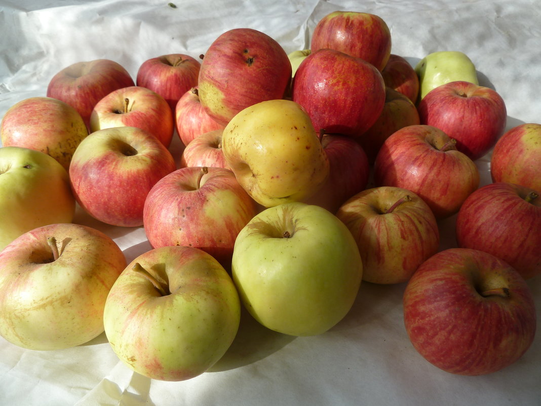Осенние яблочки - Валюша Черкасова