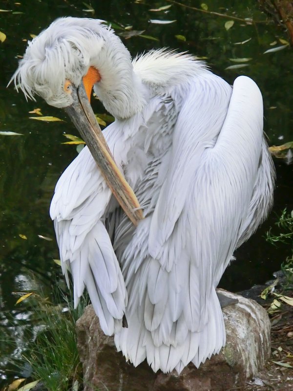 Кудрявый пеликан - Natali Nikolaevskay
