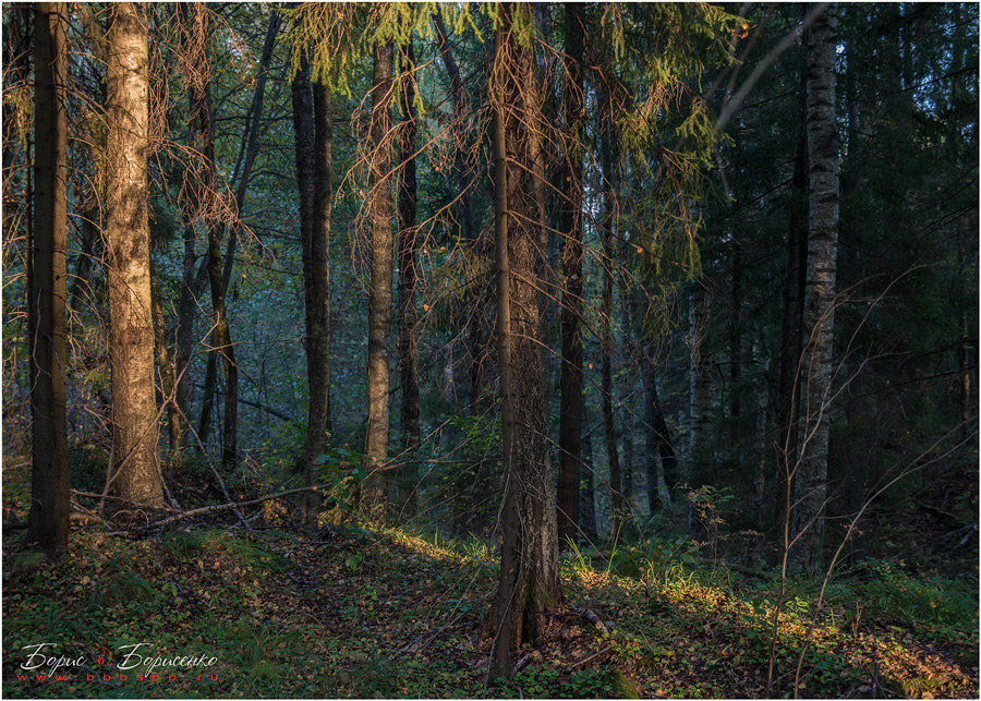 Луч света в вечернем лесу - Борис Борисенко