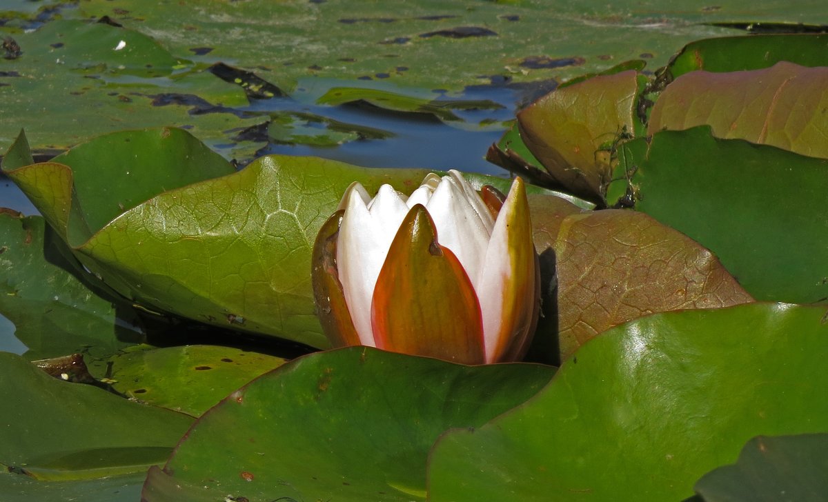 Есть в нашем парке дивный пруд , там лилии цветут ...) - leoligra 