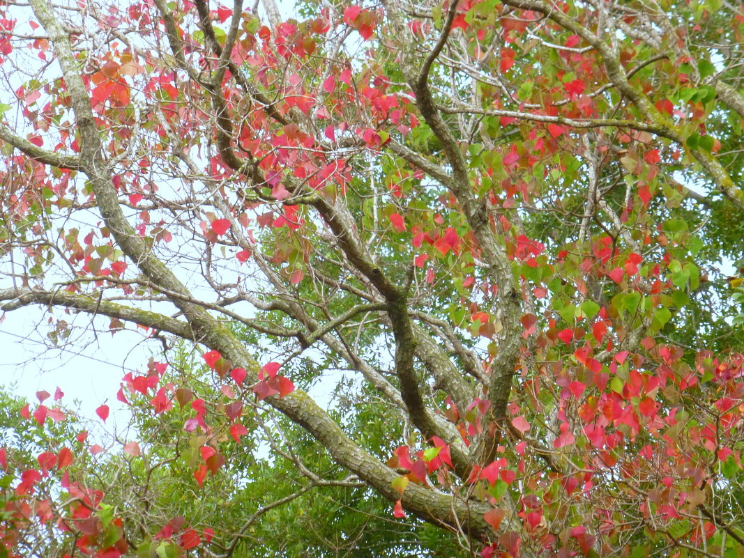 Красногрудые листья перед отлётом - Марк 