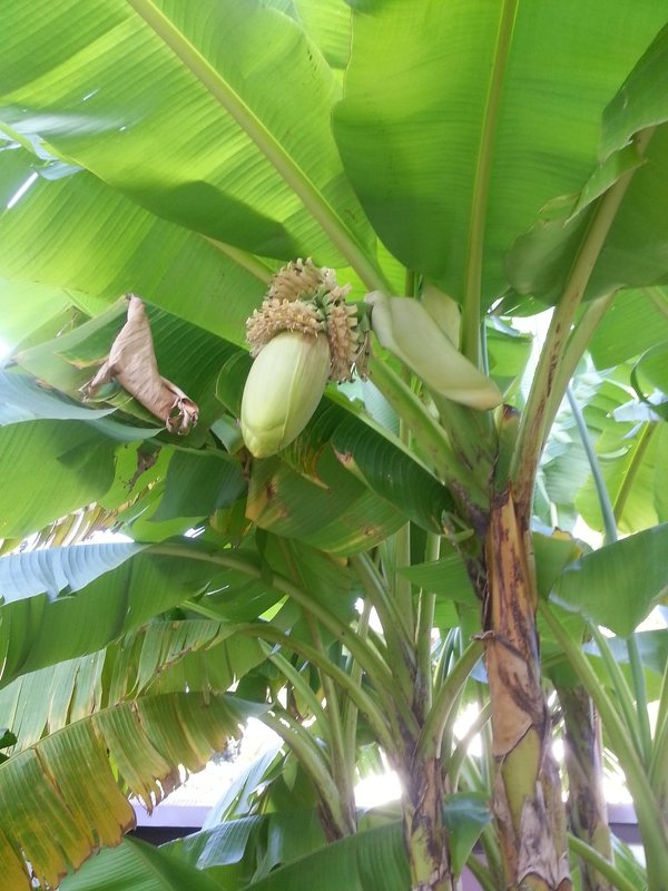 Цветок банановой пальмы. - Ольга Языкова