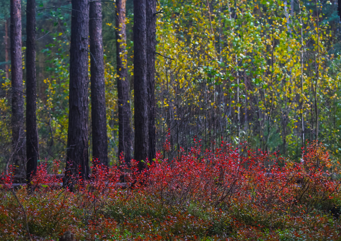 Осень в лесу - Денис Матвеев