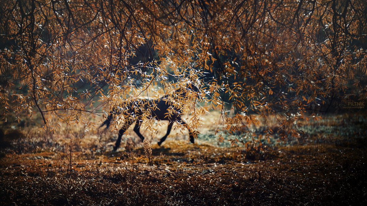 Осень... - Сергей Пилтник