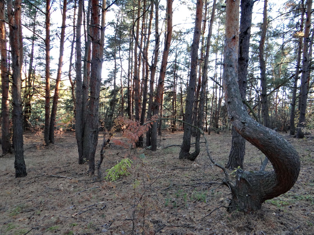 лес - Дмитрий .