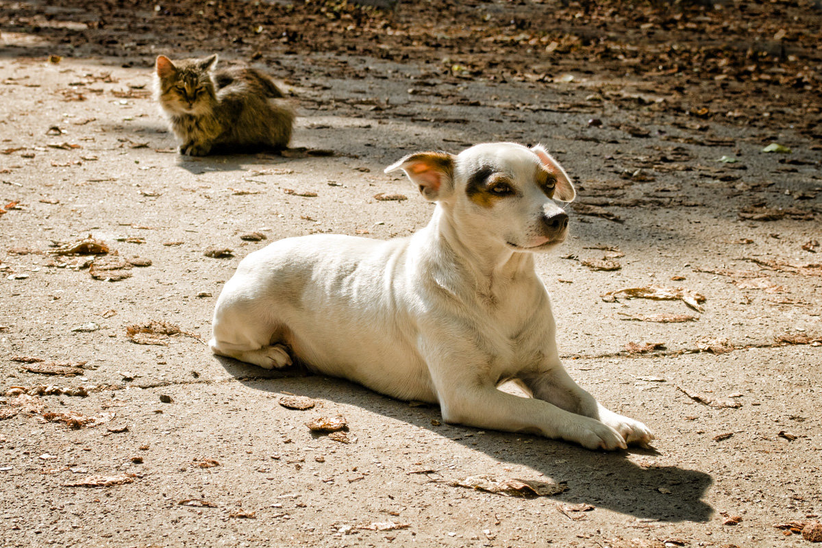 Сat and dog... - Наталья Костенко