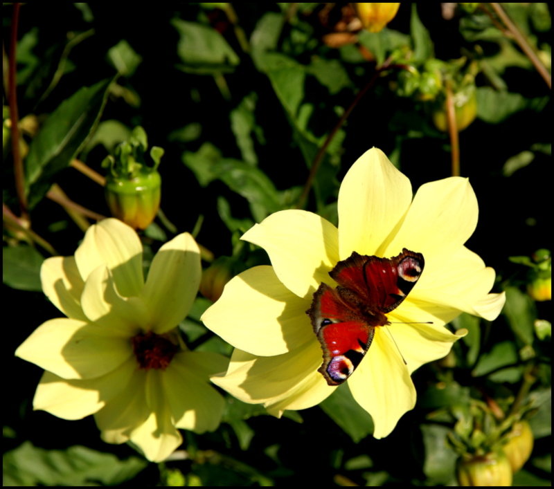 Бабочка в сентябре - oleg voltihaus