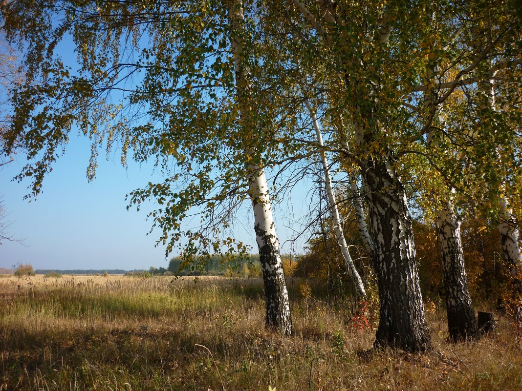 - осеннее... - Любовь *