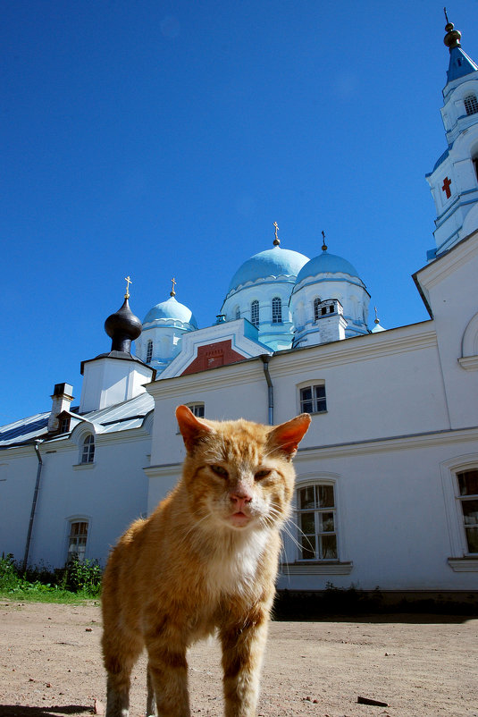Коты...монастыря - tipchik 