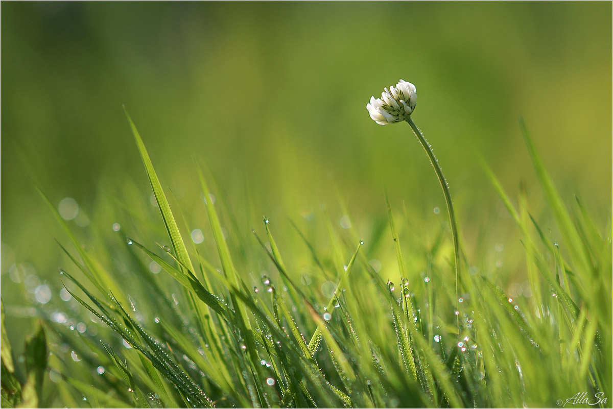 На солнечной полянке, пока травинки не стряхнули с себя росу… - Алла Allasa