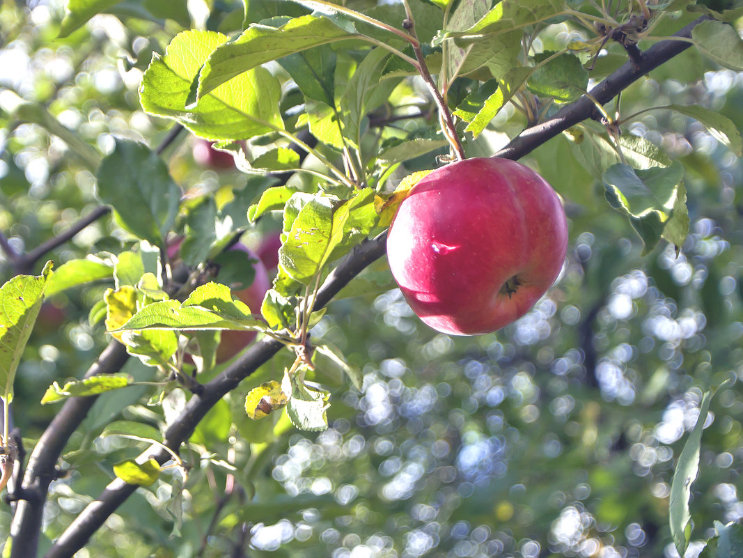 Яблоко из моего сада. - Екатерина Рябинина