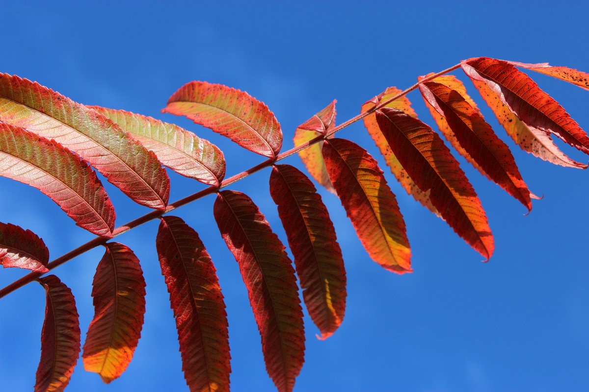 Осенний лист кружит багрово-красный, - Mariya laimite