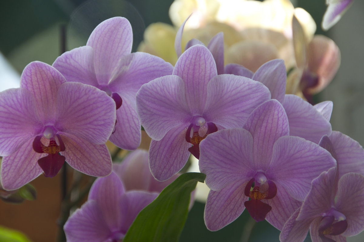 Орхидеи в Аптекарском огороде - marmorozov Морозова