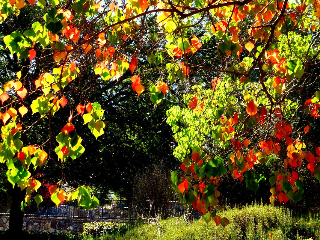Щедро окрасила листики осень - Марк 