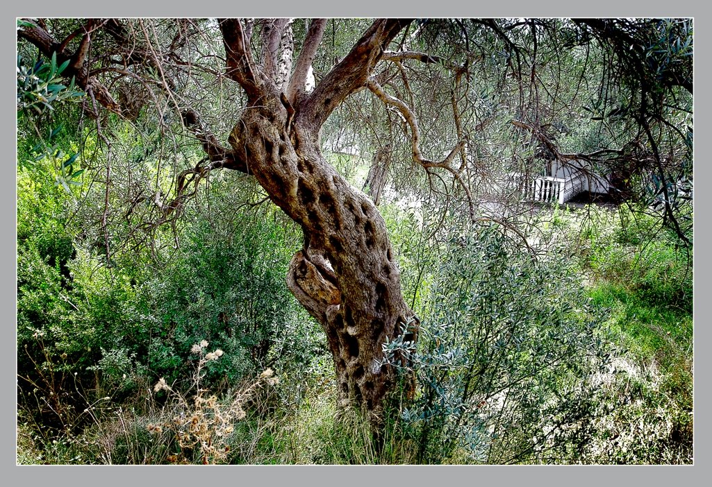 оливковое дерево - мирон щудло