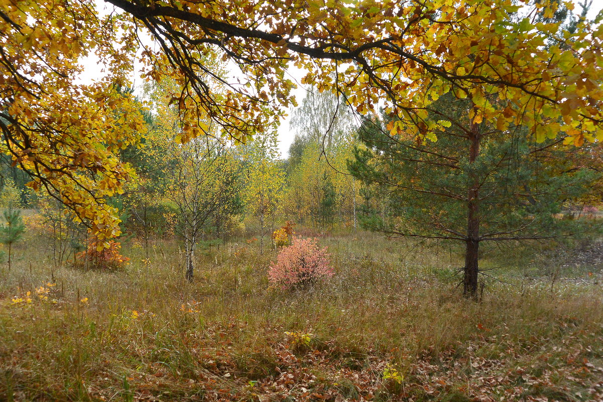 В осеннем хороводе - Лидия Рьянова