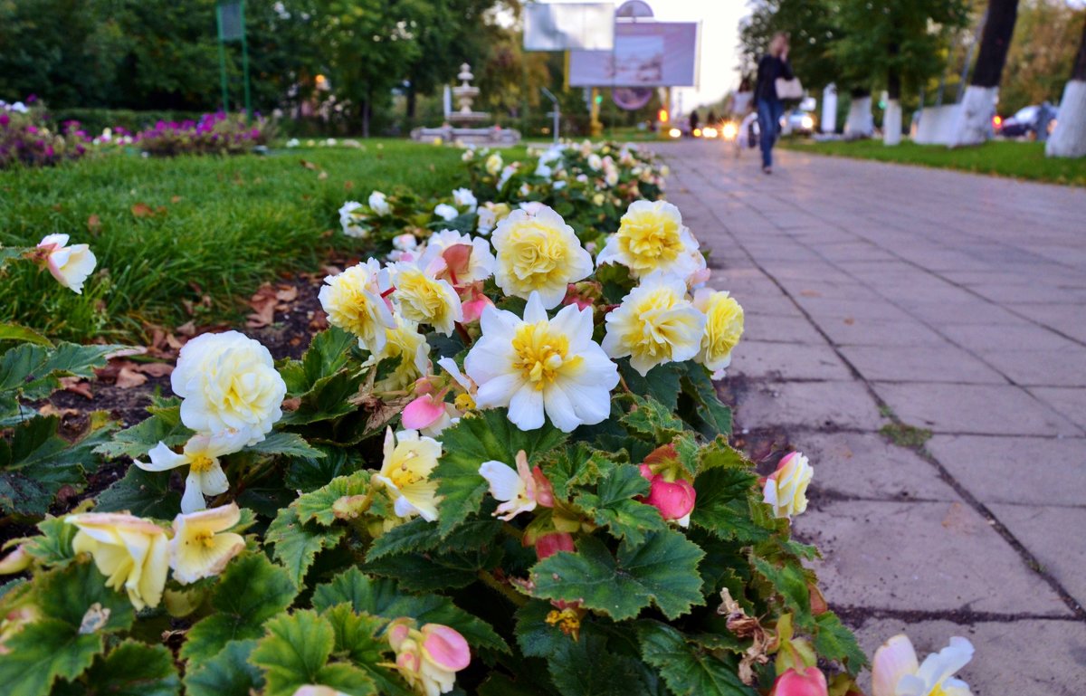 Городские цветы - Елена Солнечная