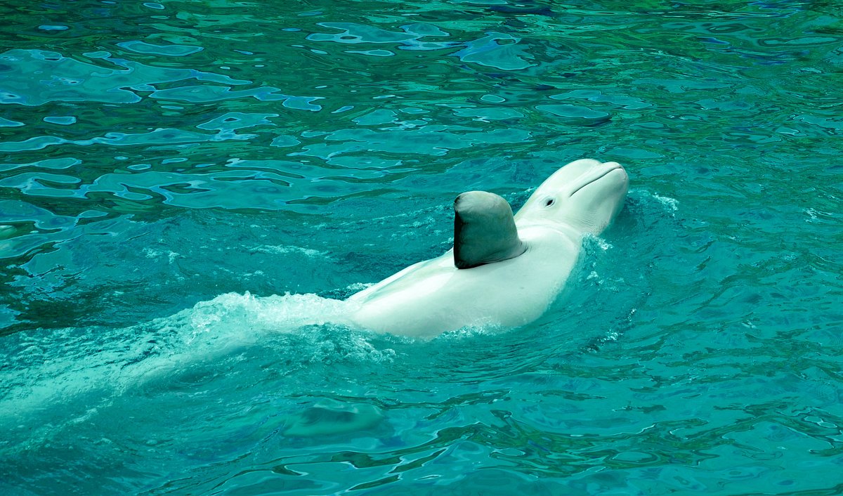 Белуха, она же белый дельфин, она же морской колибри - Владимир Болдырев