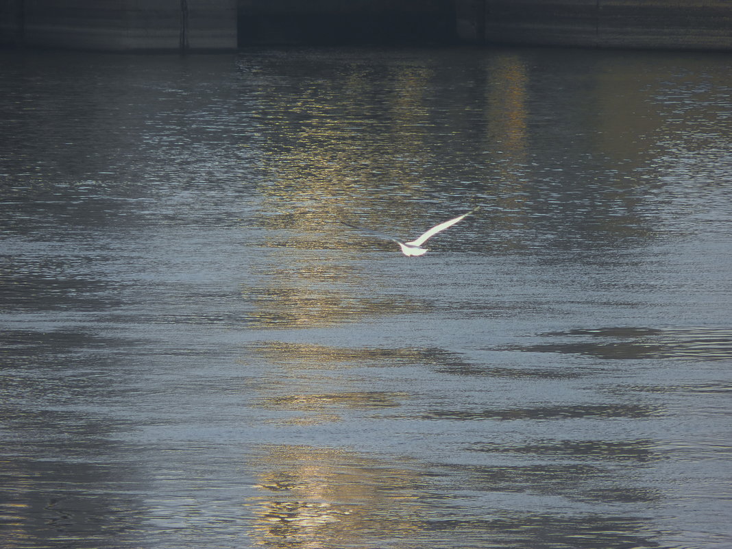 Чайка  над  Волжской  водой.... - Galina Leskova