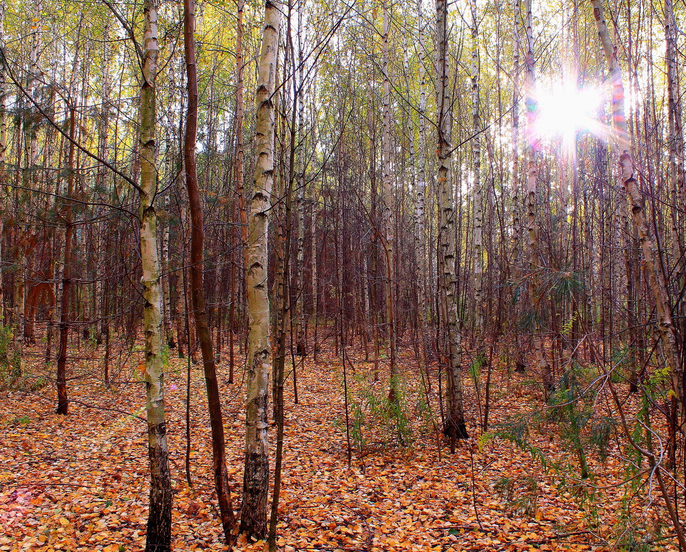 Осенний лес - любви моей причал - Татьяна Ломтева
