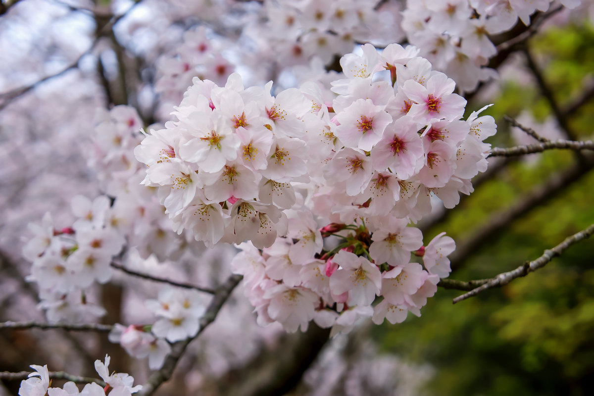 sakura - Slava Hamamoto