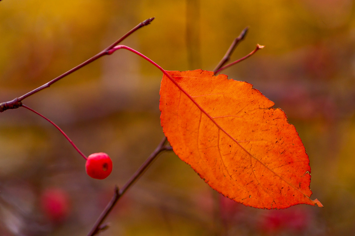 Легкие нотки красного осень
