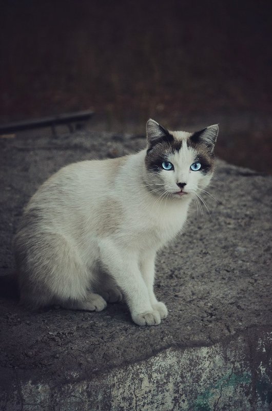 без слов. - Alina Smerteeva