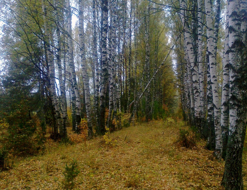 осенний строй - Сергей Розанов