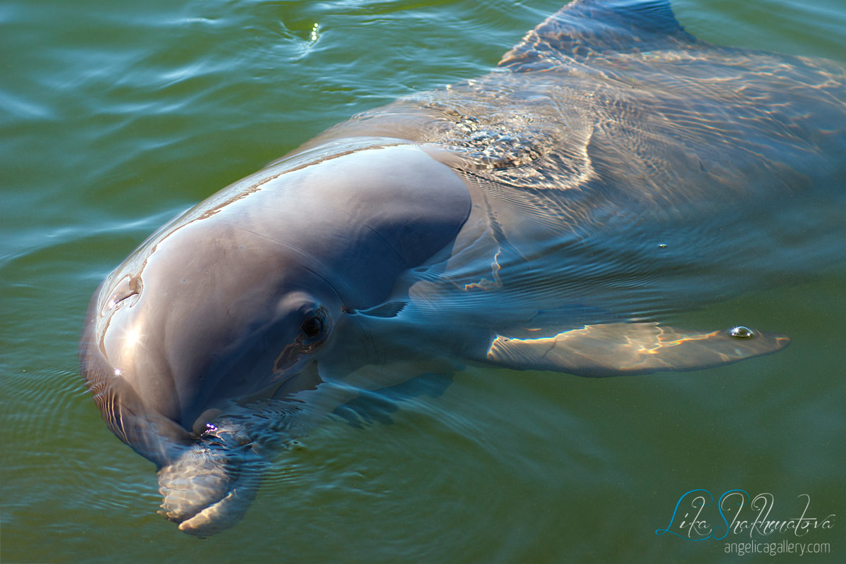 Любопытный дельфин - Lika Shakhmatova