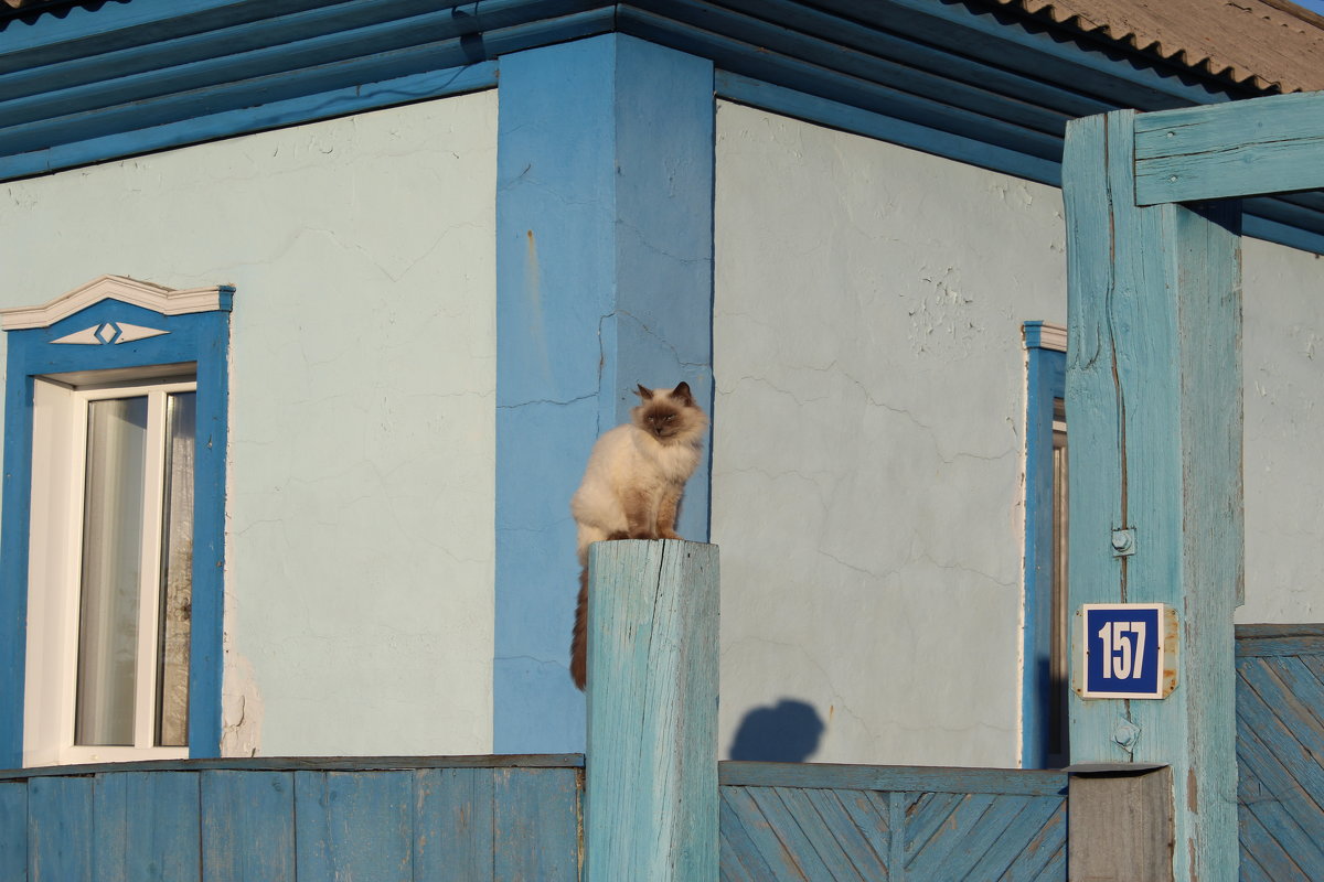 Кот на заборе - Мария Лебедева
