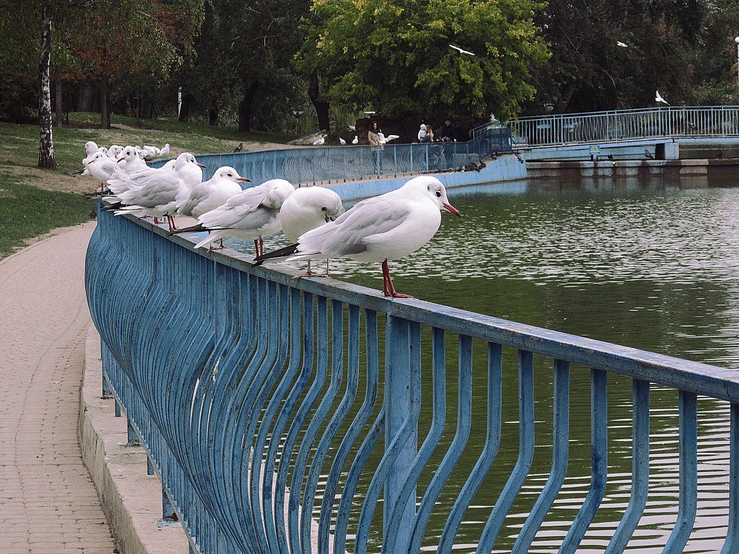 Чайки в парке - Людмила 