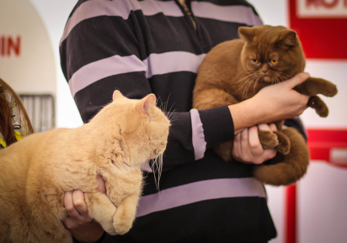 На выставке кошек в Минске - Nonna 