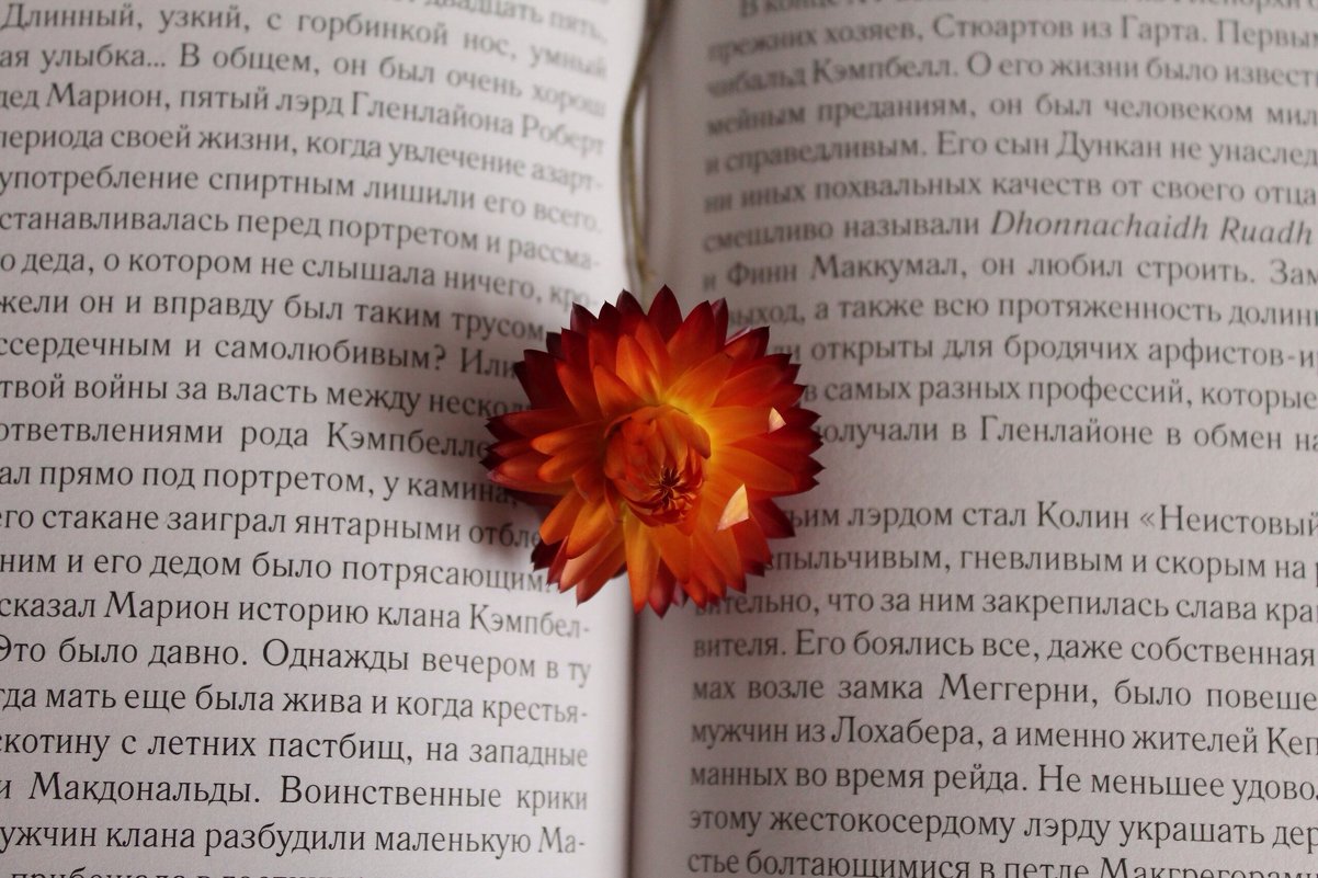 Цветок в книге - Алина Зангиева