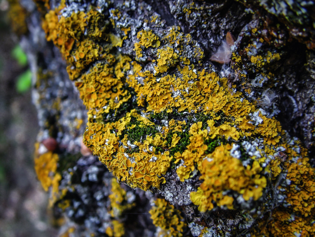 Lichenes vs. Bryophyta - OzMann 