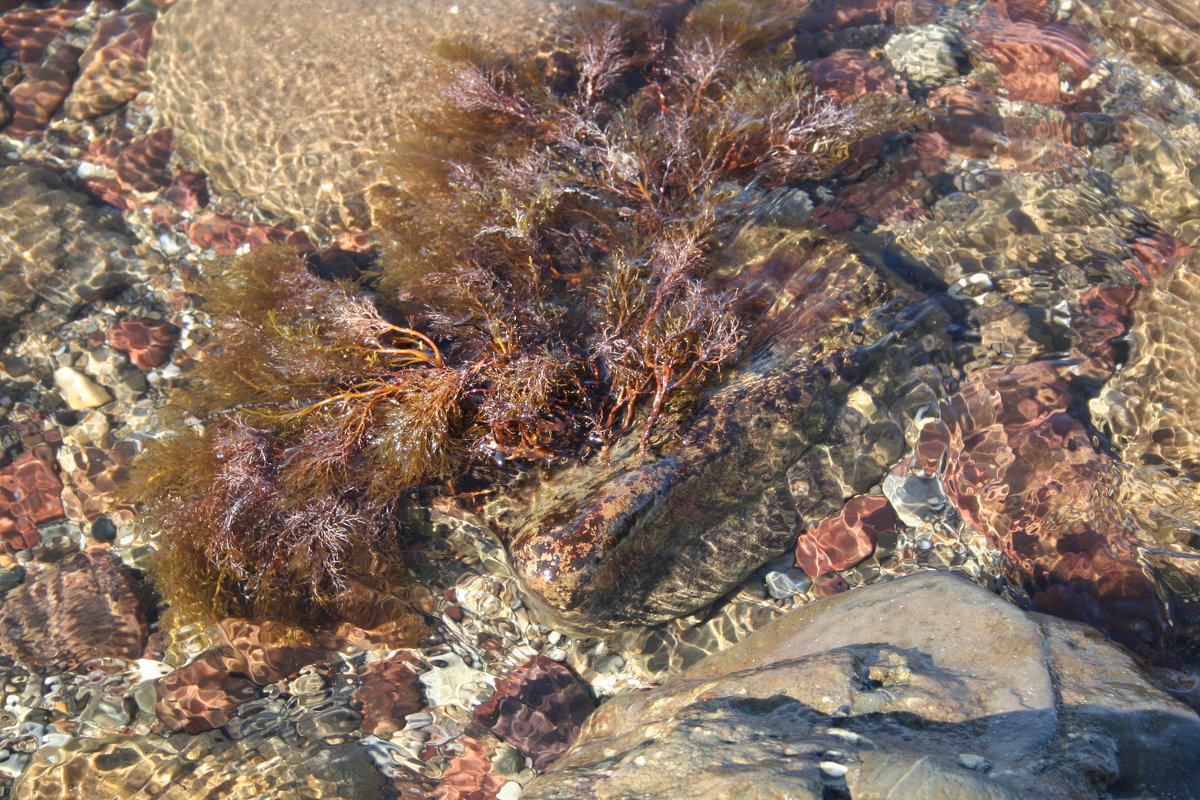 морская трава - виктория коробчук