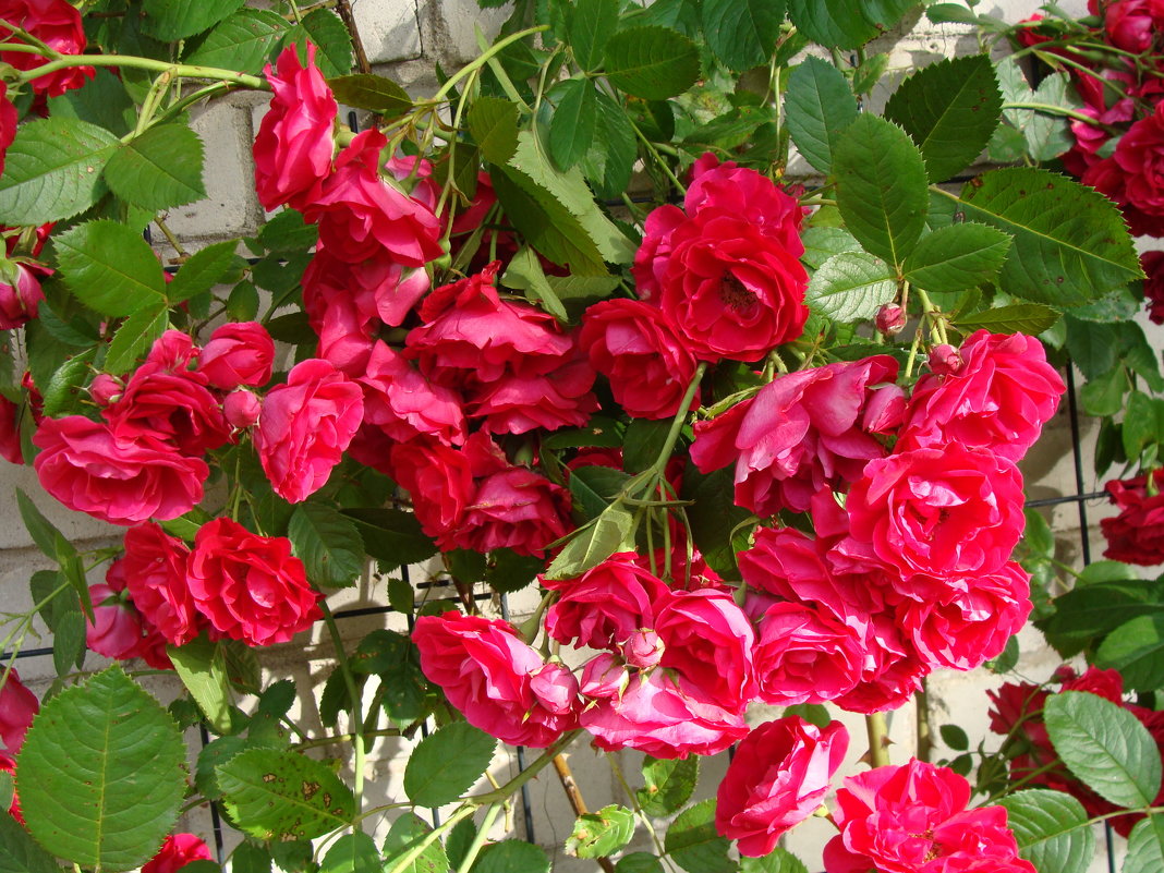 Вьющяяся роза - laana laadas