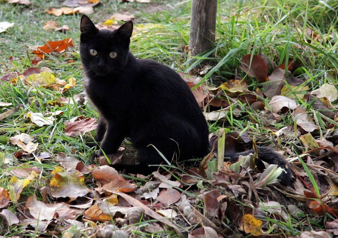 Черный кот в рыжей осени - Наталья Серегина