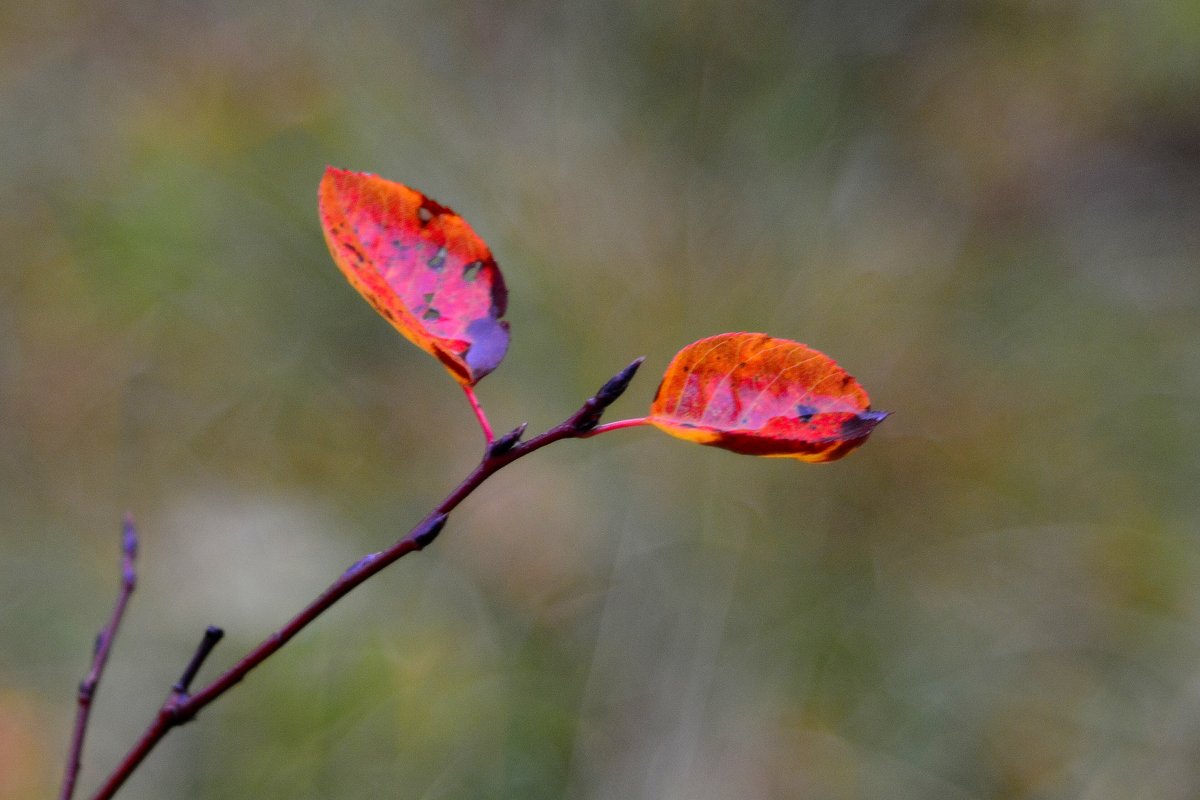 Осень, осень... #6 - Андрей Вестмит