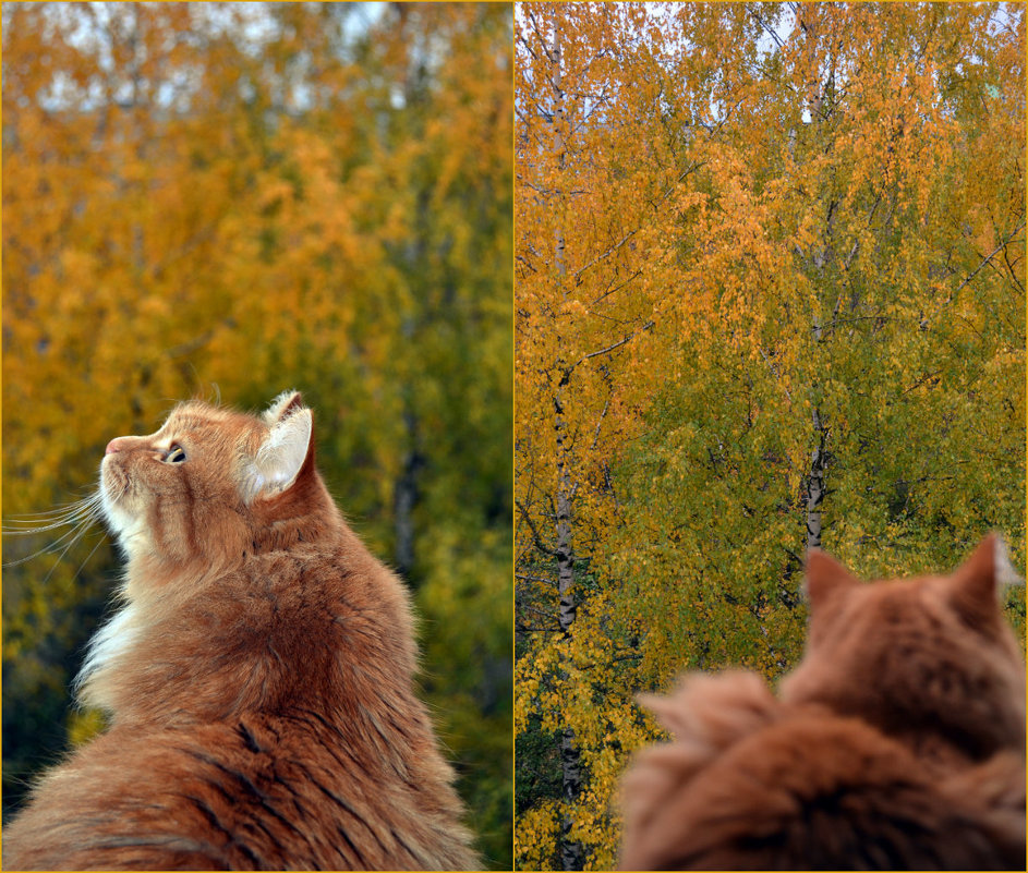 осень за окном - Светлана 