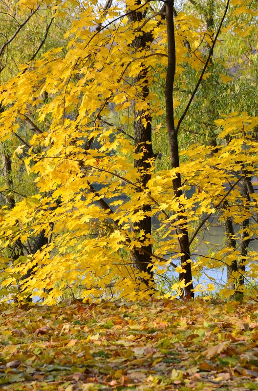 Листья золотые устилают сад... - Ольга 