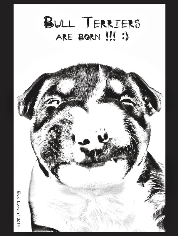 Bull Terriers are born! - Eva Lancer