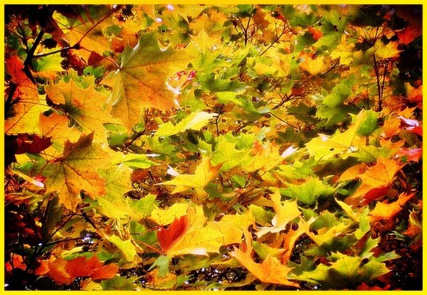 На ковре из желтых листьев.... - Ирина Князева 