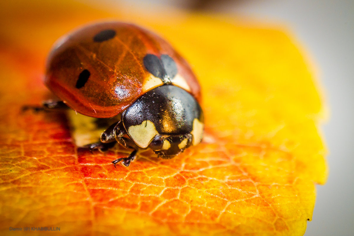 ladybug - Damir (@) KHABIBULLIN