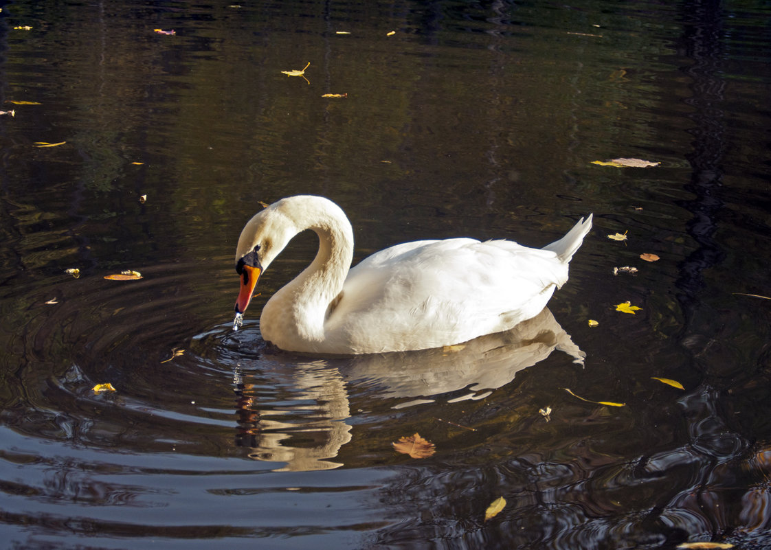 Autumnal Swan - Roman Ilnytskyi