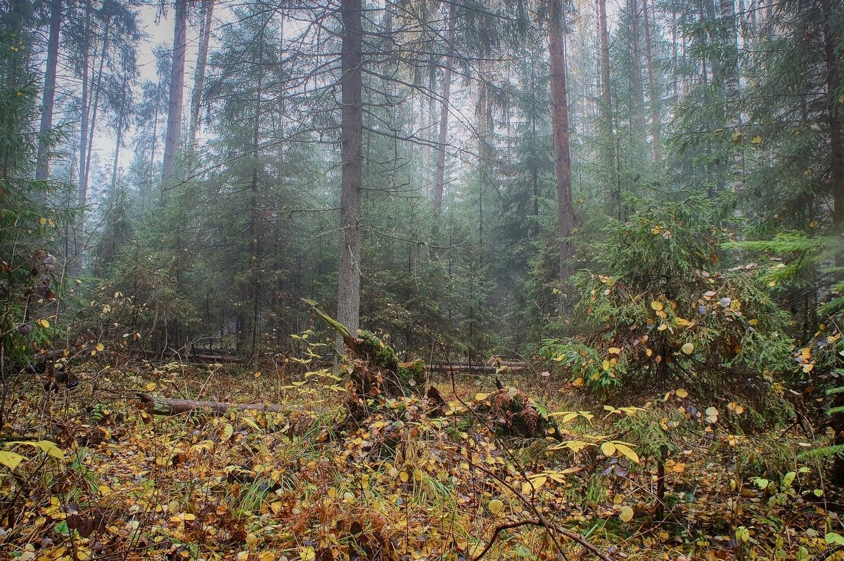 Туманный лес 3 - марк 